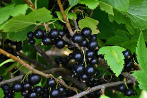 Currant Sefton